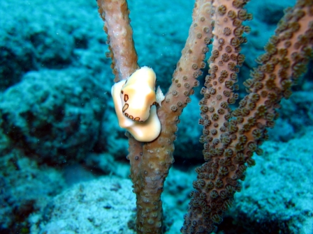 Playa Del Carmen